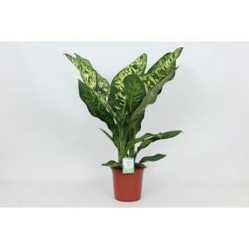 image DIEFFENBACHIA CROWN