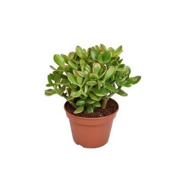 image CRASSULA OVATA SUNSET