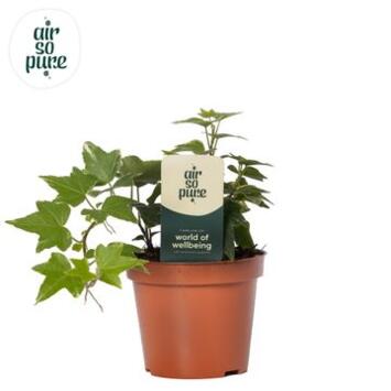 image HEDERA WHITE WONDER