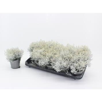 image CALOCEPHALUS BROWNII GIVRE