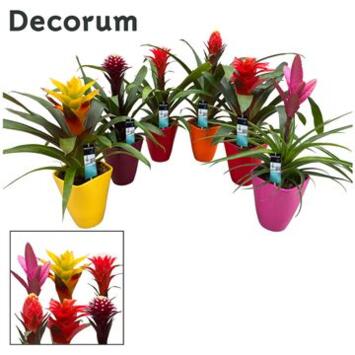 image GUZMANIA VARIE CERAM