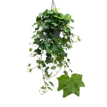 image HEDERA BRIGITTE