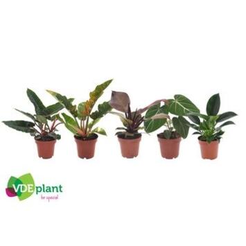 image PHILODENDRON VARIE