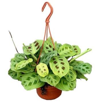 image MARANTA SUSP