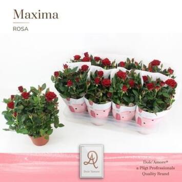 image ROSIER DOLCE AMORE ROUGE