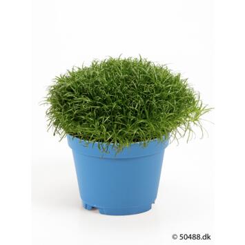image SAGINA SUBULATA