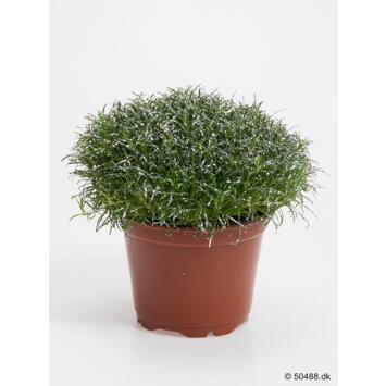 image SAGINA SUBULATA