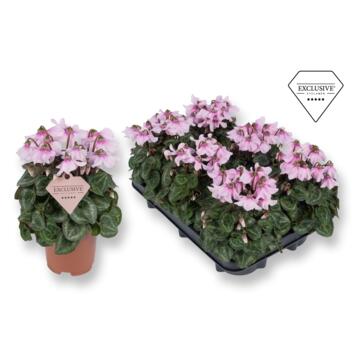 image CYCLAMEN PETTICOAT ROSE