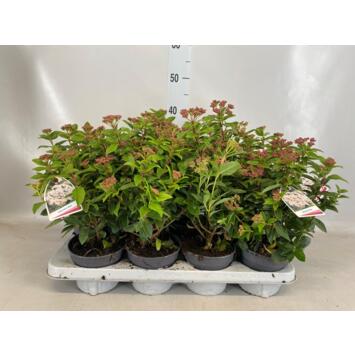 image VIBURNUM TINUS