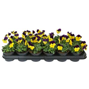 image PENSEE CORNUTA JAUNE