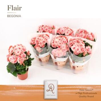 image BEGONIA BORIAS