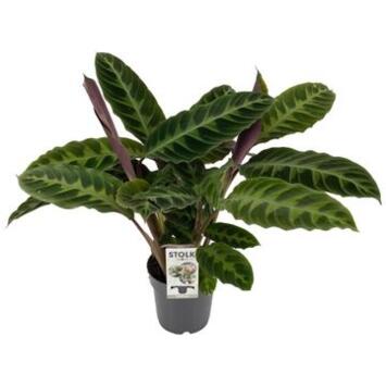 image CALATHEA WARSCEWICZII