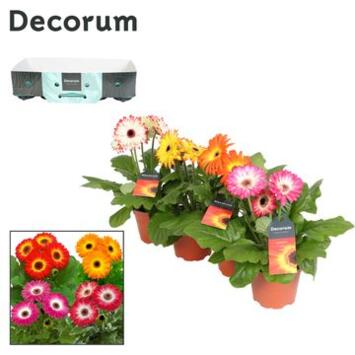 image GERBERA TWISTER VARIE