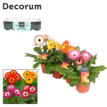 image GERBERA TWISTER VARIE