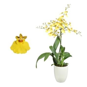 image ONCIDIUM 1BR CERAM