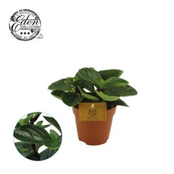 image PEPEROMIA RED CANYON