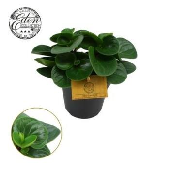 image PEPEROMIA RED CANYON