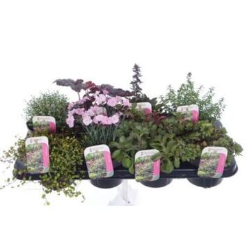image PLANTES EXT ROCAILLE