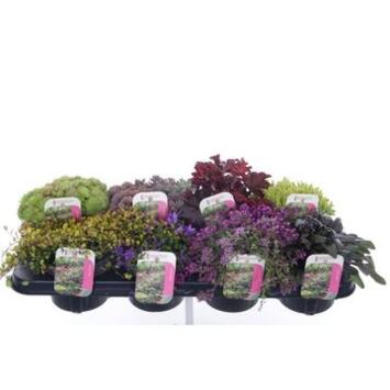 image PLANTES EXT ROCAILLE