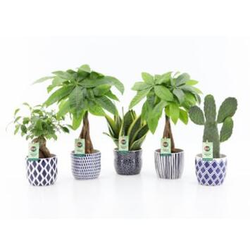 image PLANTE VERTE CERAM