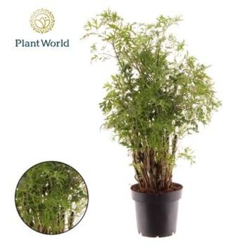 image ARALIA POLYSCIAS FRUTICOSA