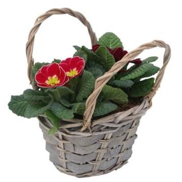 image PRIMEVERE ACAULIS X2 VANNERIE