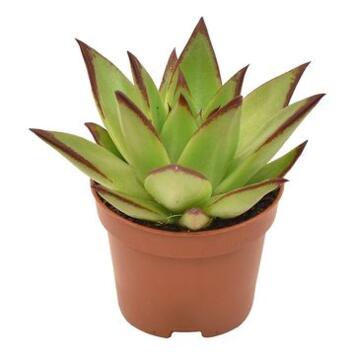 image ECHEVERIA