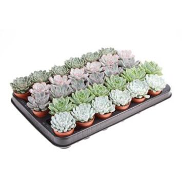 image ECHEVERIA VARIES