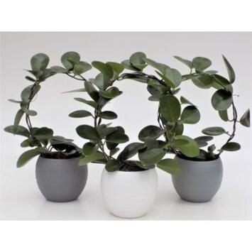 image HOYA AUSTRALIS ARCEAU CERAM