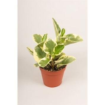 image PEPEROMIA OBTUSIFOLIA VARIEGATA