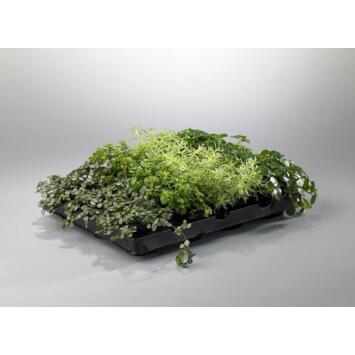 image SEDUM