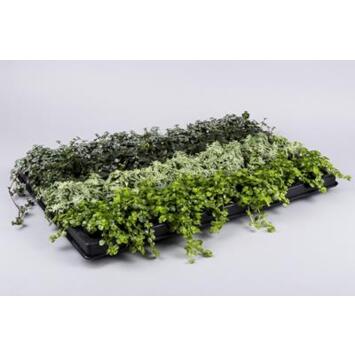 image SEDUM