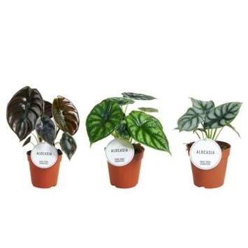 image ALOCASIA