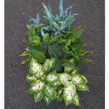 image PLANTES VERTES VARIEES