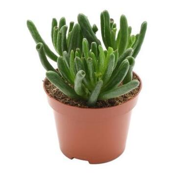 image CRASSULA HOBBIT
