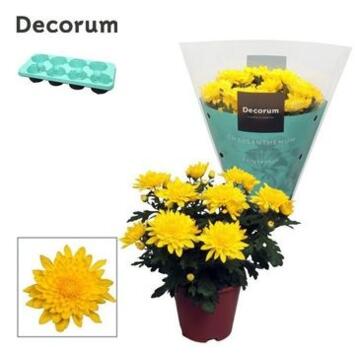 image DENDRANTHEMA 3PP FL DBLE JAUNE