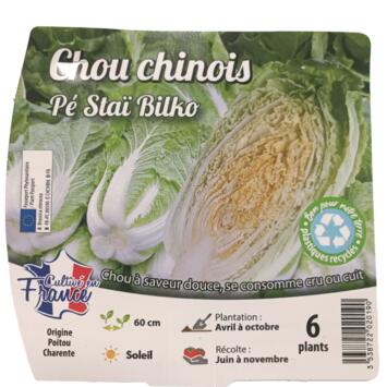 image CHOU CHINOIS BILKO BQ12