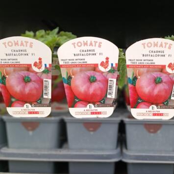 image TOMATE BUFFALO PINK