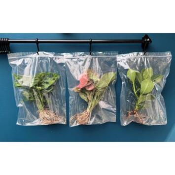 image PLANTE VERTE HYDROCULTURE