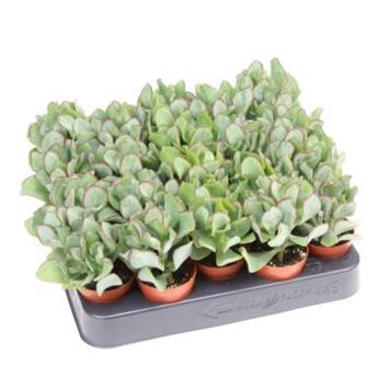 image CRASSULA ARBORESCENS