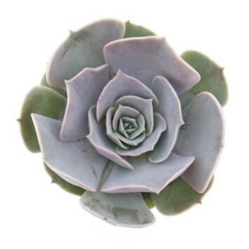 image ECHEVERIA POLLUX