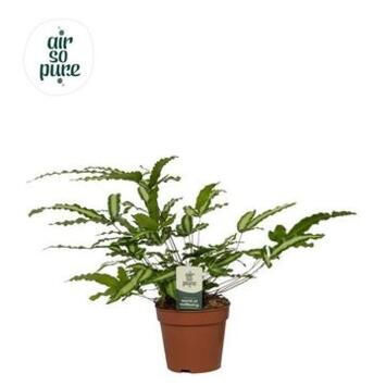 image PTERIS ALBOLINEATA