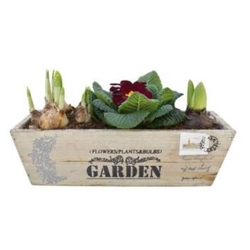 image PRIMEVERE X1 NARCISSE  X1 JACINTHE X1 JARD BOIS