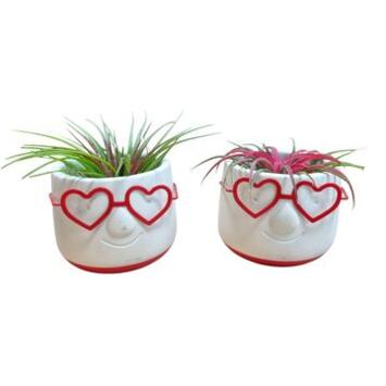 image TILLANDSIA CERAM