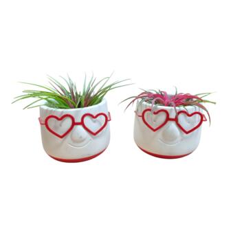 image TILLANDSIA CERAM