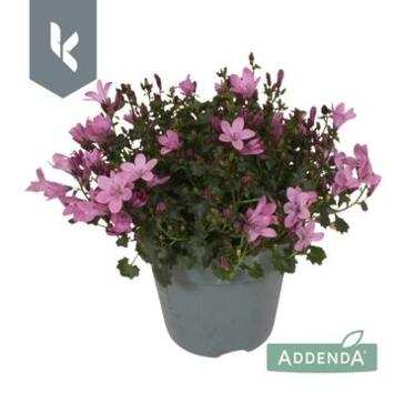 image CAMPANULE AMBELLA PINK