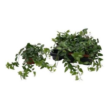 image HEDERA VERT