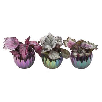 image BEGONIA REX CERAM