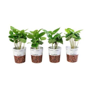 image COFFEA ARABICA CERAM