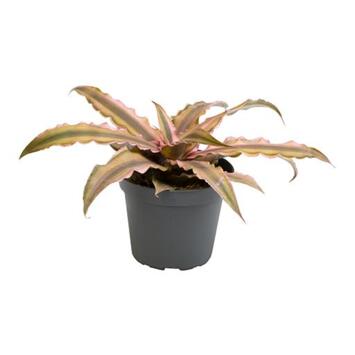 image CRYPTANTHUS BIVITTATUS PINK STAR